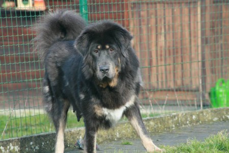 YANGCHEN Henriet´s garden ,(DALOU x RAMILA)